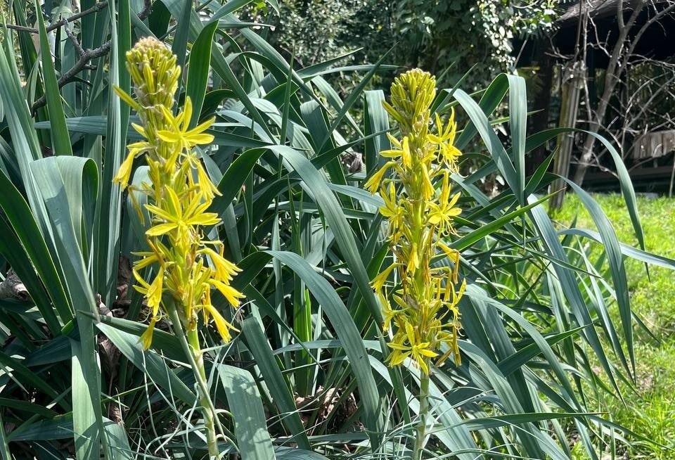 Фото: Telegram/Сочинский географ  📷
