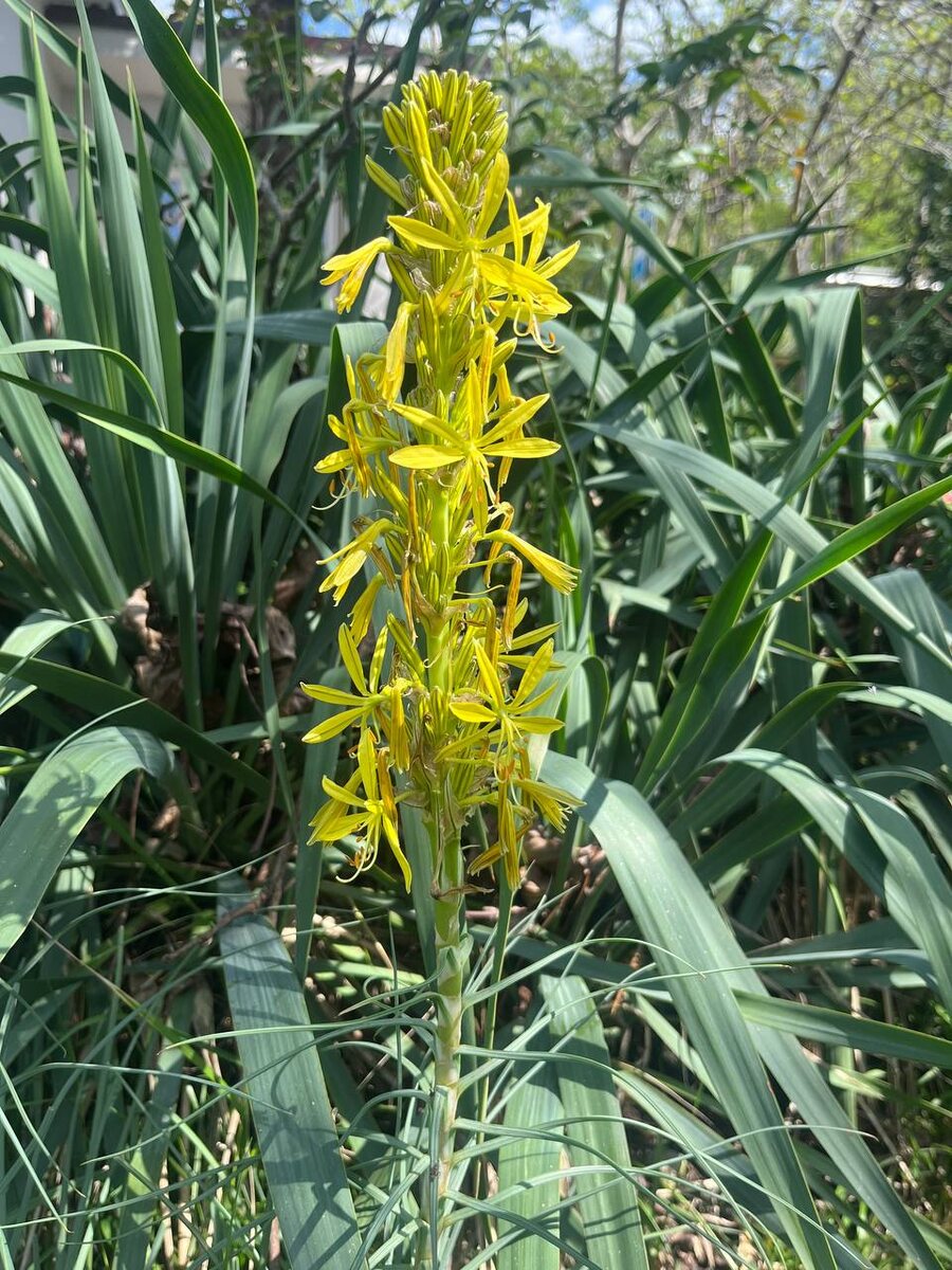 Фото: Telegram/Сочинский географ  📷
