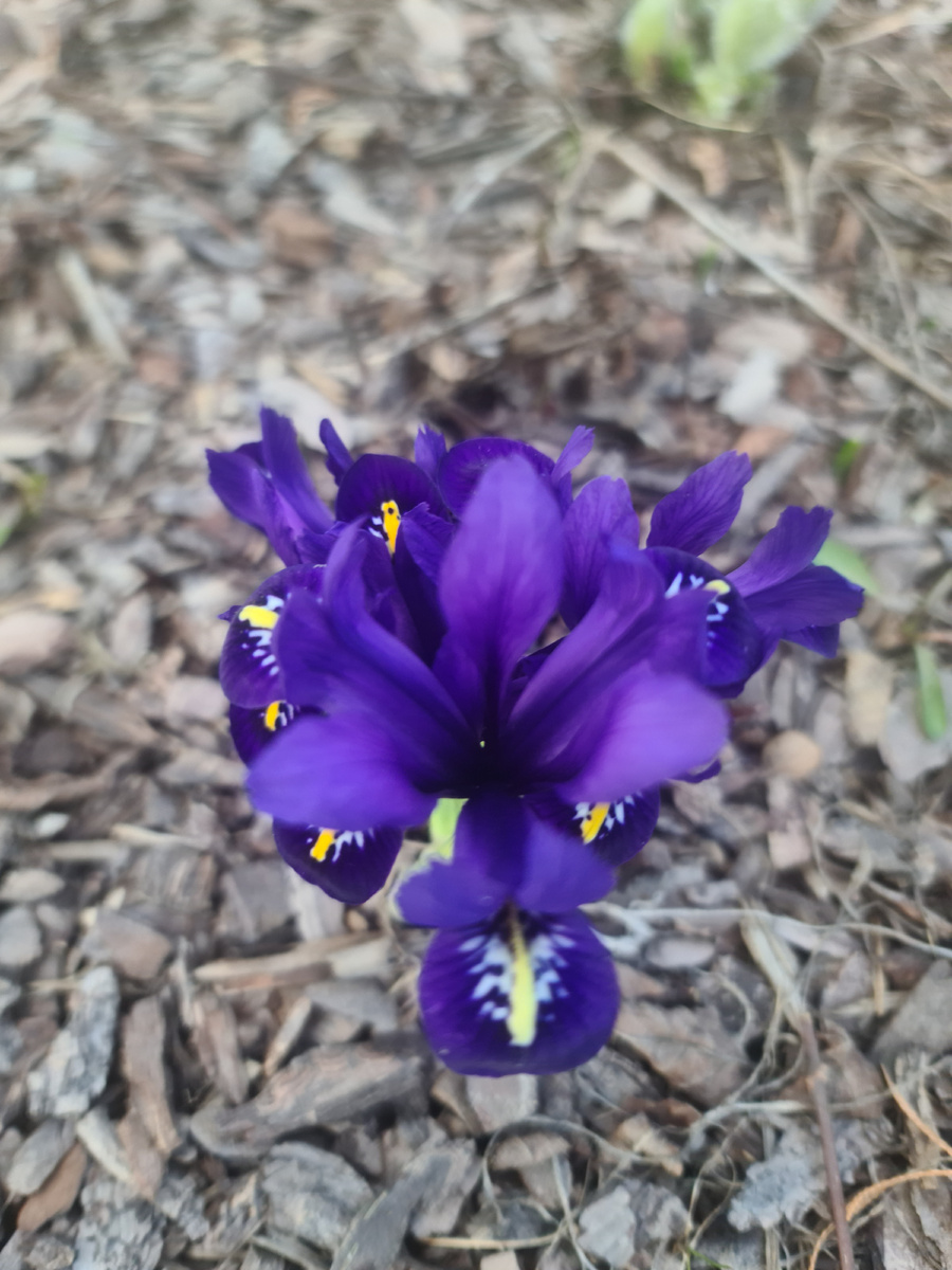 Ирис сетчатый