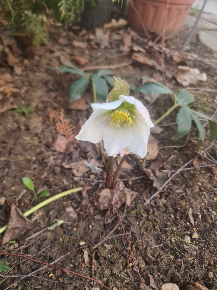 Морозник чёрный. Цветёт первый раз у меня