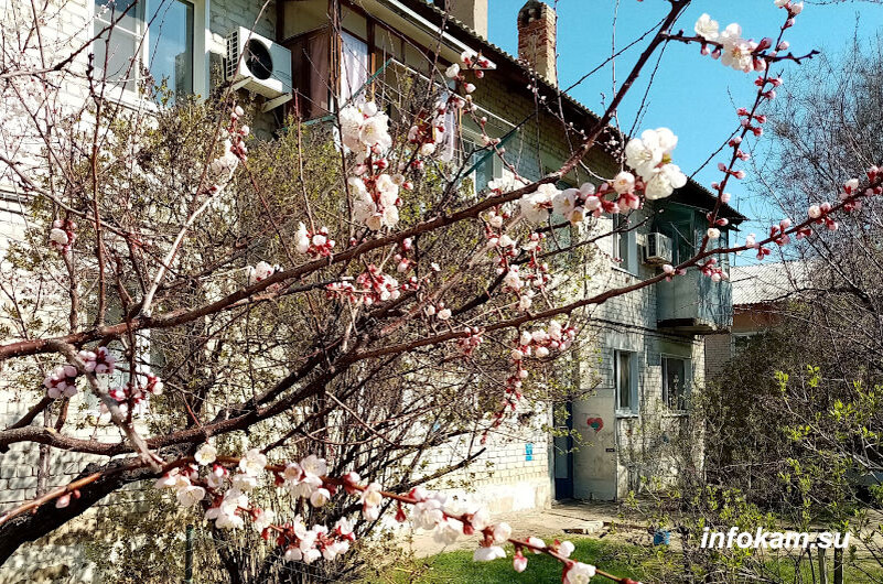    Камышин. Цветут абрикосы (7 апреля 2025 года)