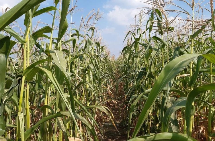    Нужно ли вносить серу под посевы каждый год