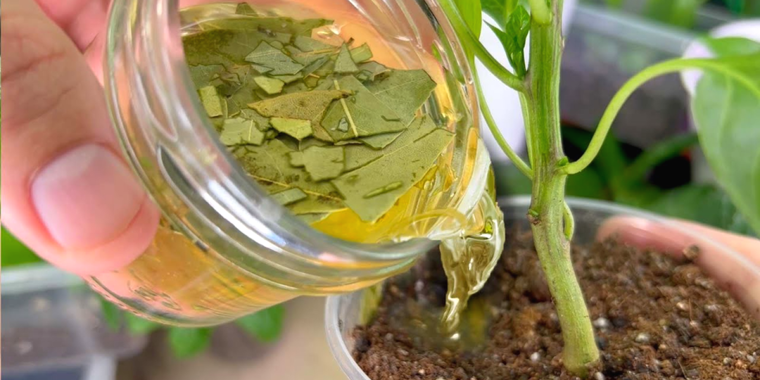 Рассада балдеет после простой подкормки из 1 листочка: стебель у томатов и огурцов толстеет не по дням, а по часам