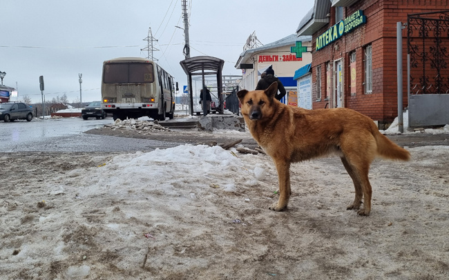 Проблема бродячих собак. Авторский материал Станислава Чуприянова о безнадзорных животных