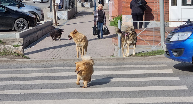 В центре Кунгура, на перекрёстке улиц Ленина и Уральской иногда можно наблюдать, что некоторые собаки переходят дорогу на зелёный сигнал светофора