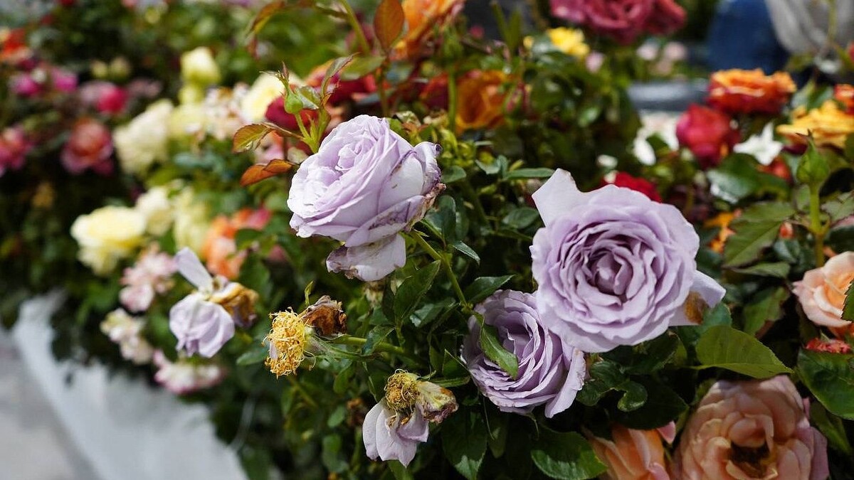    Фото: телеканал «Краснодар»