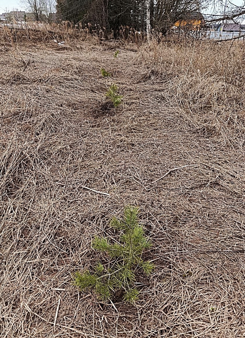 Те самые сосны, которыми мы будем загущать отверстия в лесополосе. Также сосед, который живет по ту сторону полосы, тоже не сидит без дела и высадил там несколько елочек.