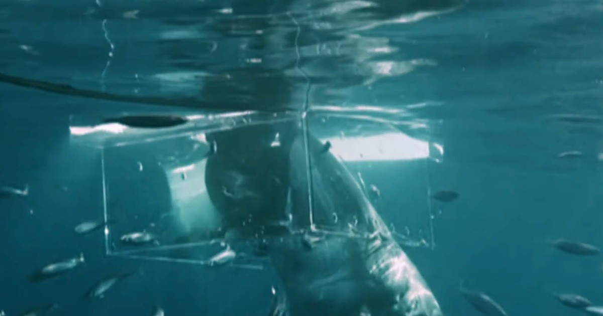 Источник: com.au