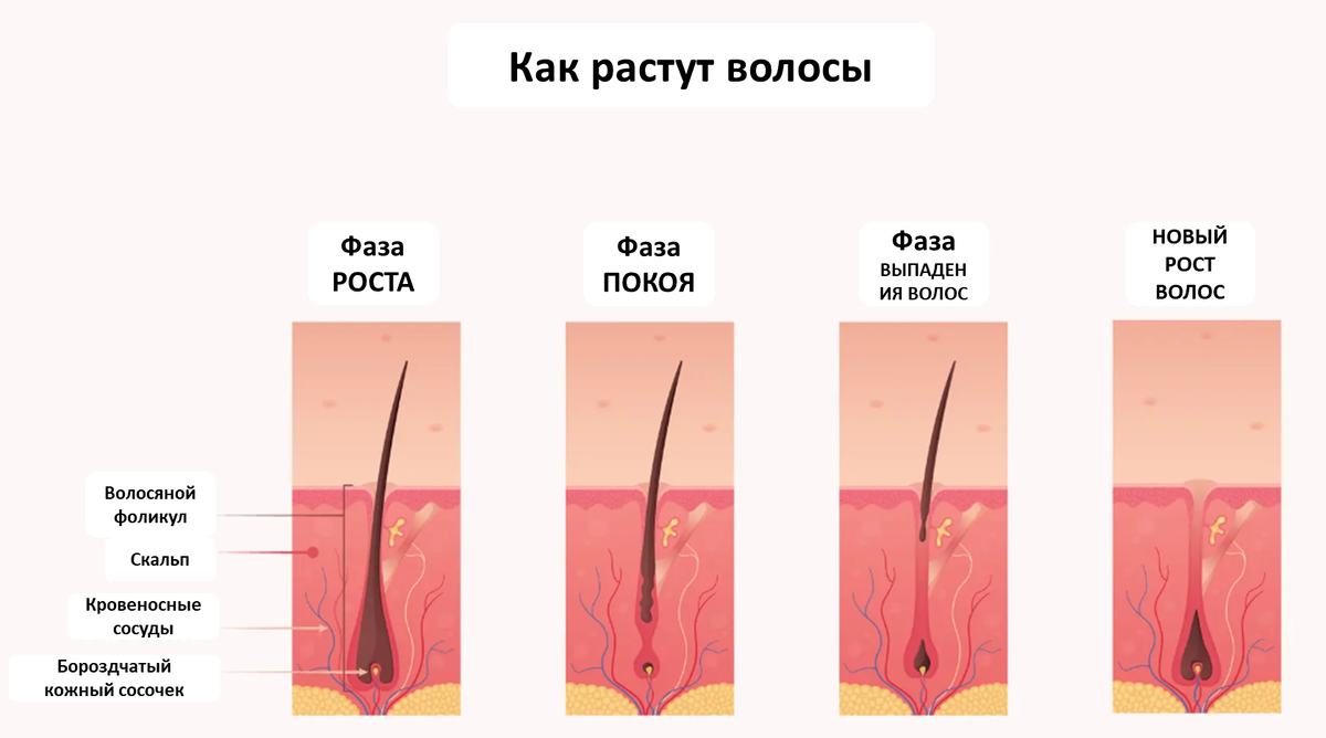 Волосы растут циклично, начиная с фазы роста продолжительностью от двух до семи лет, за которой следует фаза покоя, выпадение и повторный рост. Иллюстрация Epoch Times, Shutterstock
