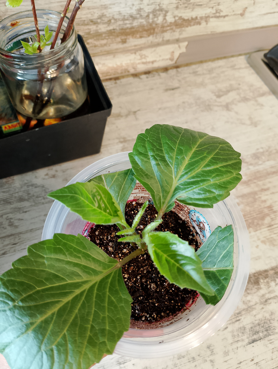 5 дней спустя обрезки