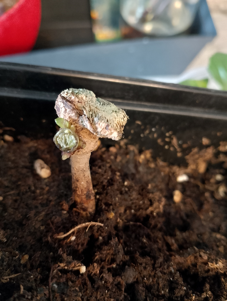 Вот так выглядит место срезки, а рядом новые начинают побеги расти. 