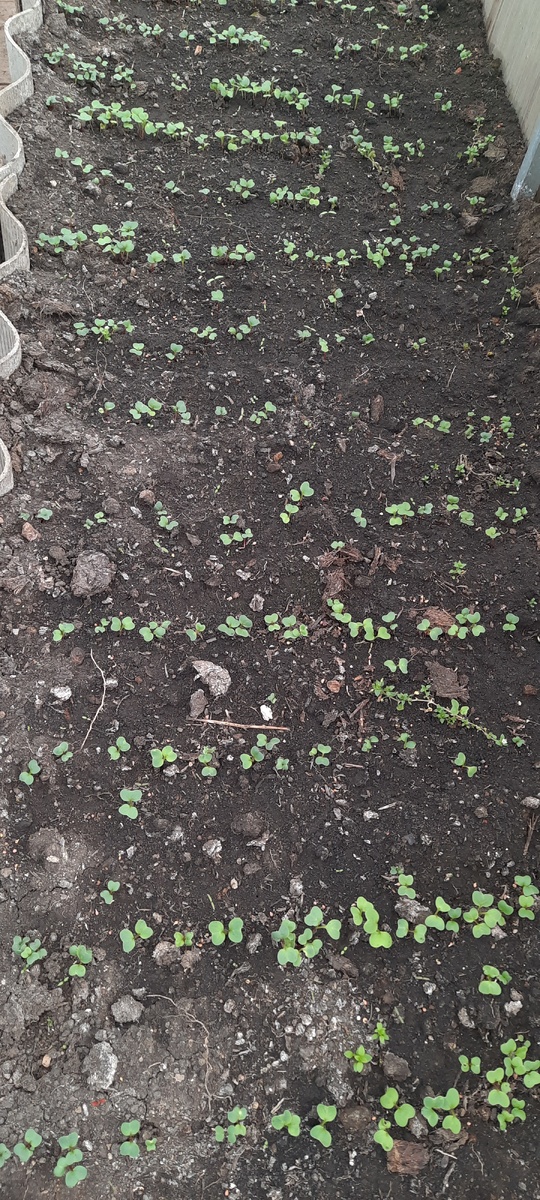 Редиска взошла..Я покупала семена в победе. Сорт, по-моему, называется 18 дней. Считать, наверное, нужно со дня всходов 😁 значит, к концу апреля должен уже созреть урожай.