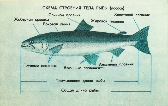 У рыб спина есть, а плечей нет?
♦
Промысловые рыбы СССР. Каталог. Б.м.: Главкоопторгреклама, 1981. 144 с., ил. 14,4 × 22 см. В издательском иллюстрированном переплете. Потертости, утраты фрагментов переплета.

На титульном листе штемпельный экслибрис «А.Г. Комовский».

Провенанс: из библиотеки Аркадия Григорьевича Комовского (1906–1990) — известного советского фотографа и коллекционера.
♦ https://www.litfund.ru/auction/346/310/