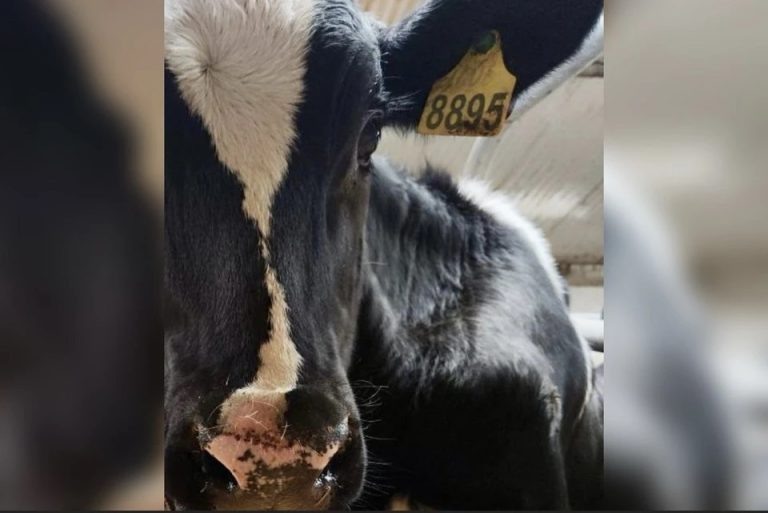    Оренбуржец подарил хоккеисту Овечкину тёлку в честь его рекордного гола Марина Васильева