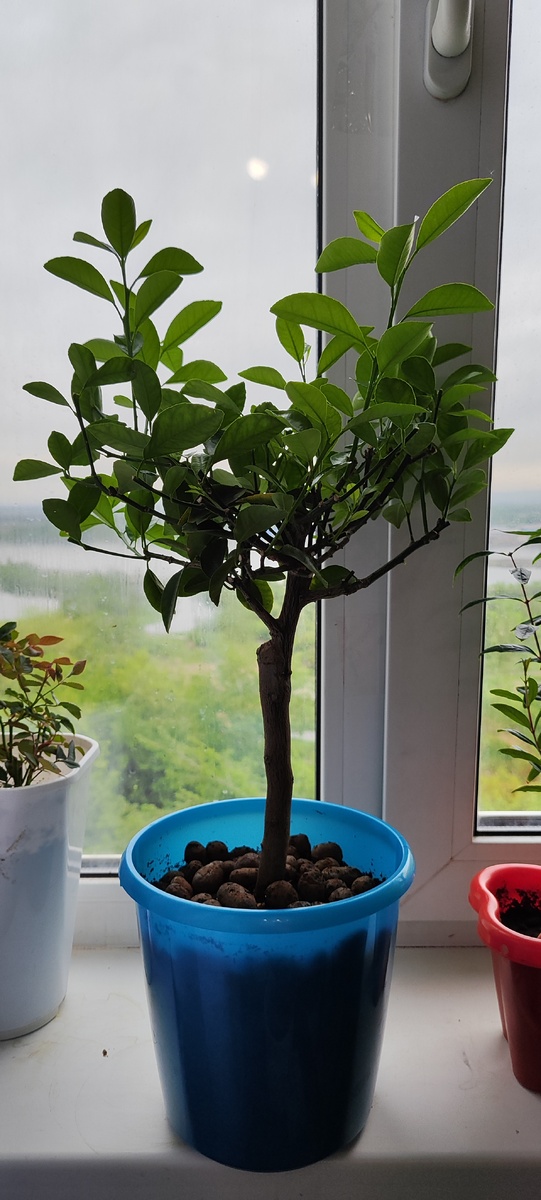 Июнь, 2024. Каламандин в пластиковом ведре на 4 литра.