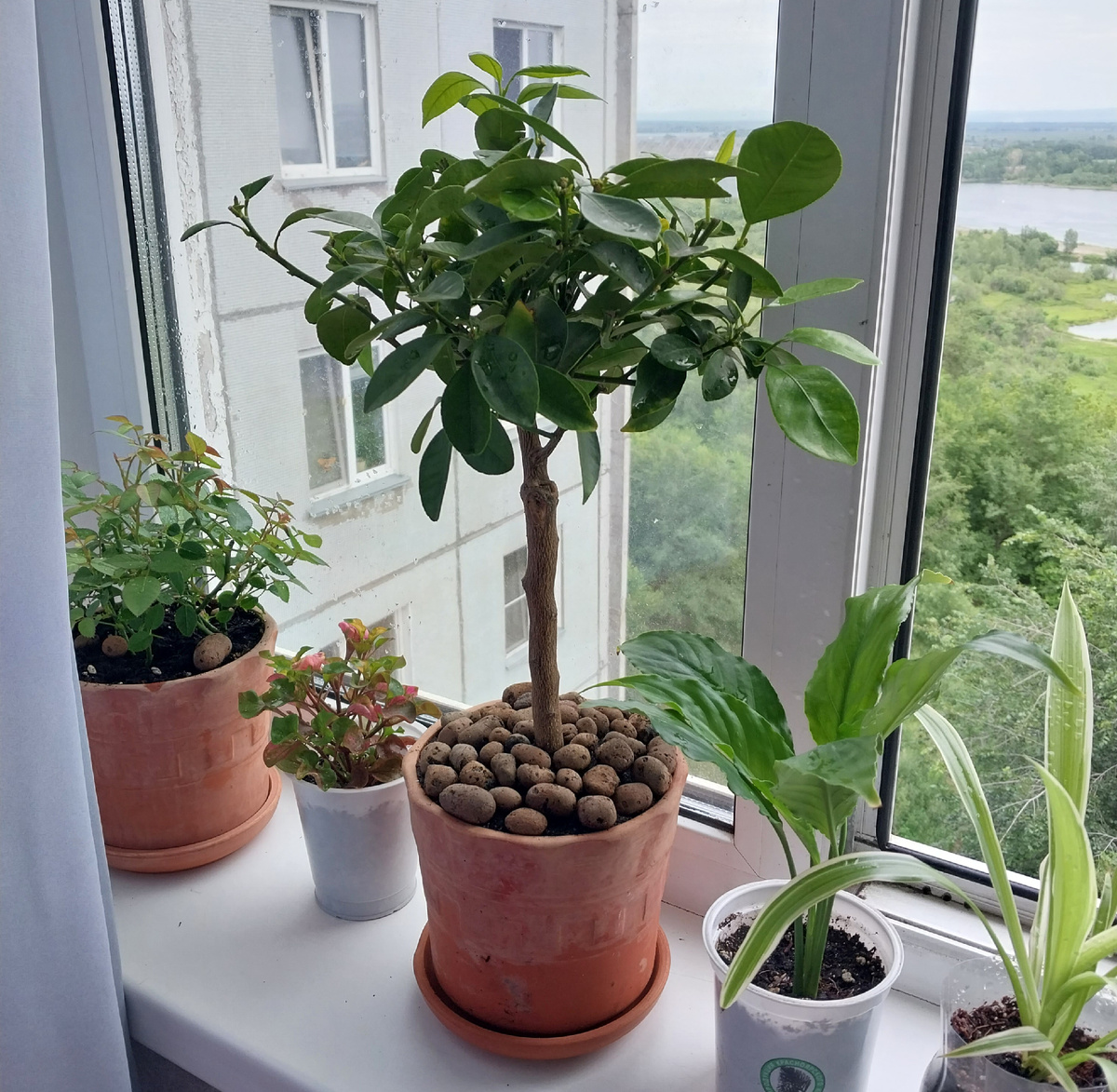 2023 г. Каламандин в глиняном горшке на два литра