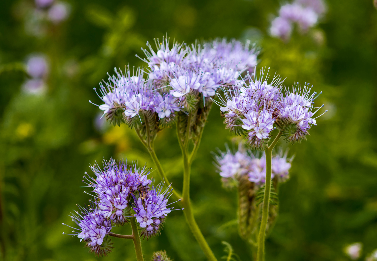 Фацелия - сидерат и медонос