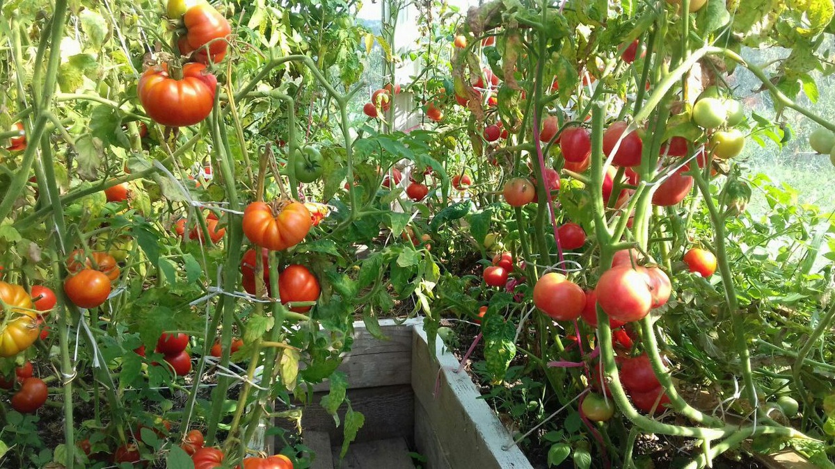 томаты в нашей первой теплице из оконных рам.