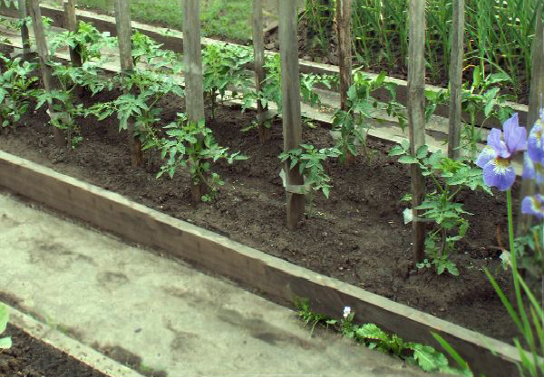 помидоры высажены