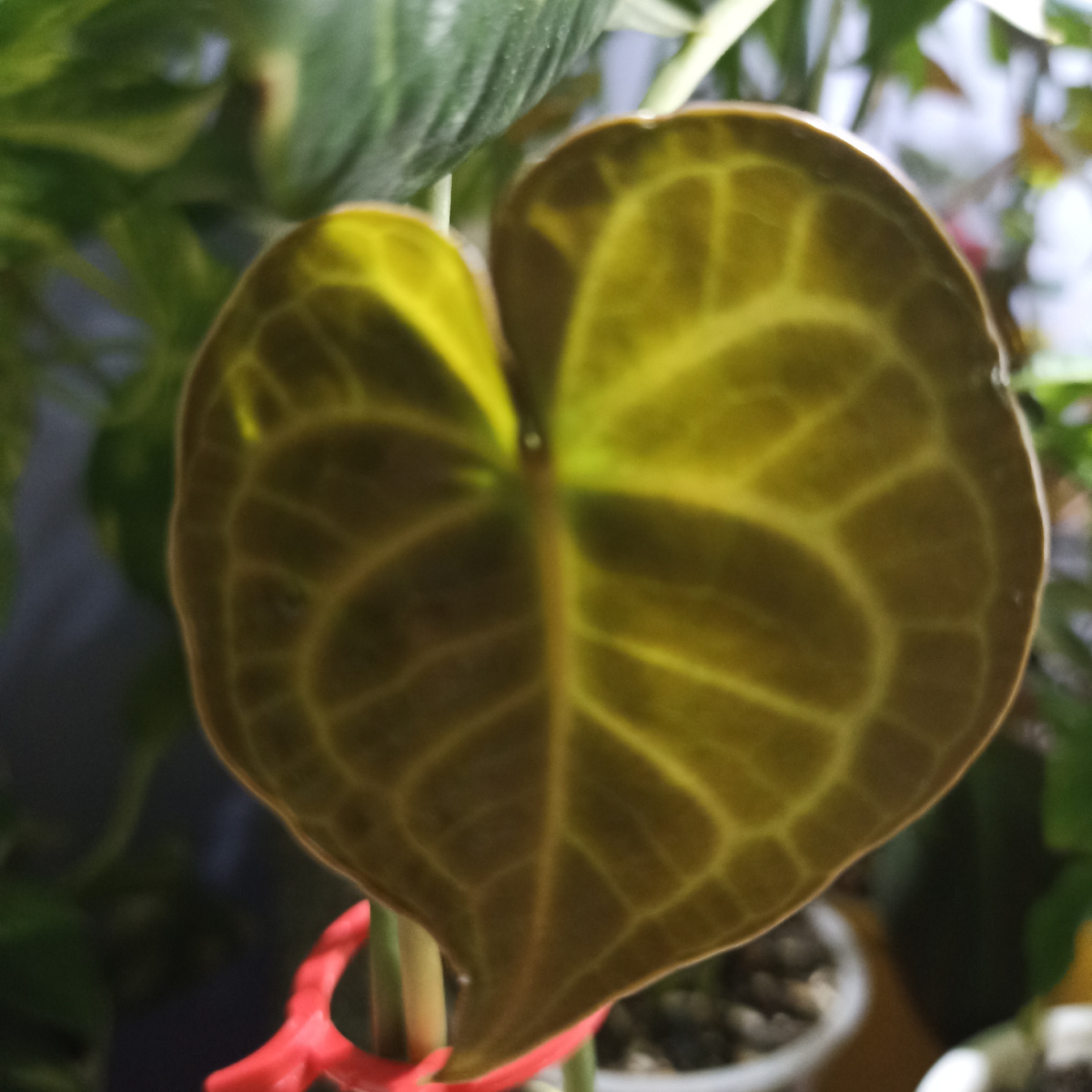 Мои наблюдения-Антуриумы декоративно лиственные сначала выпускают крохотный листочек,но потом он начинает его сам доращивать до нужного ему  размера☺️☝️