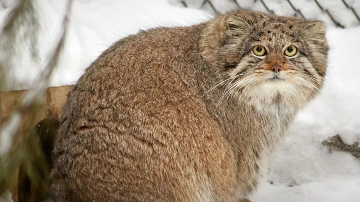     Источник: Манулизация