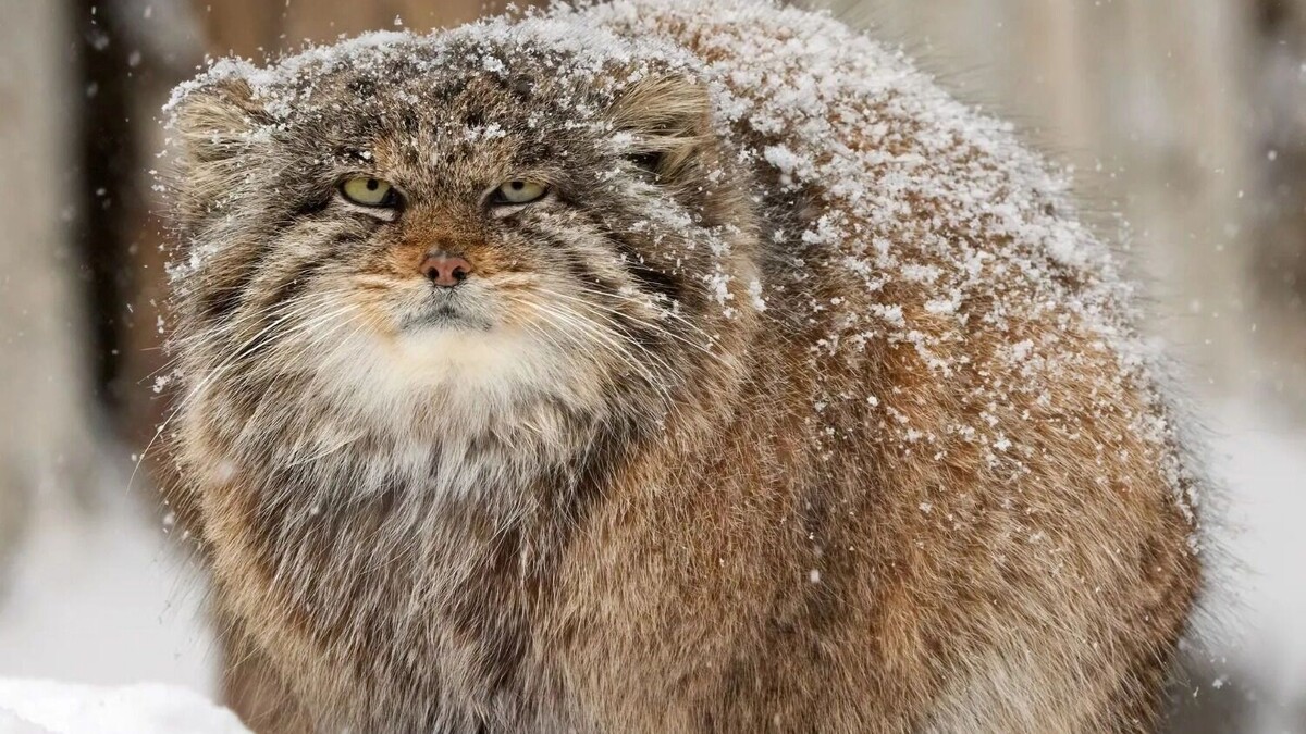     Источник: Манулизация