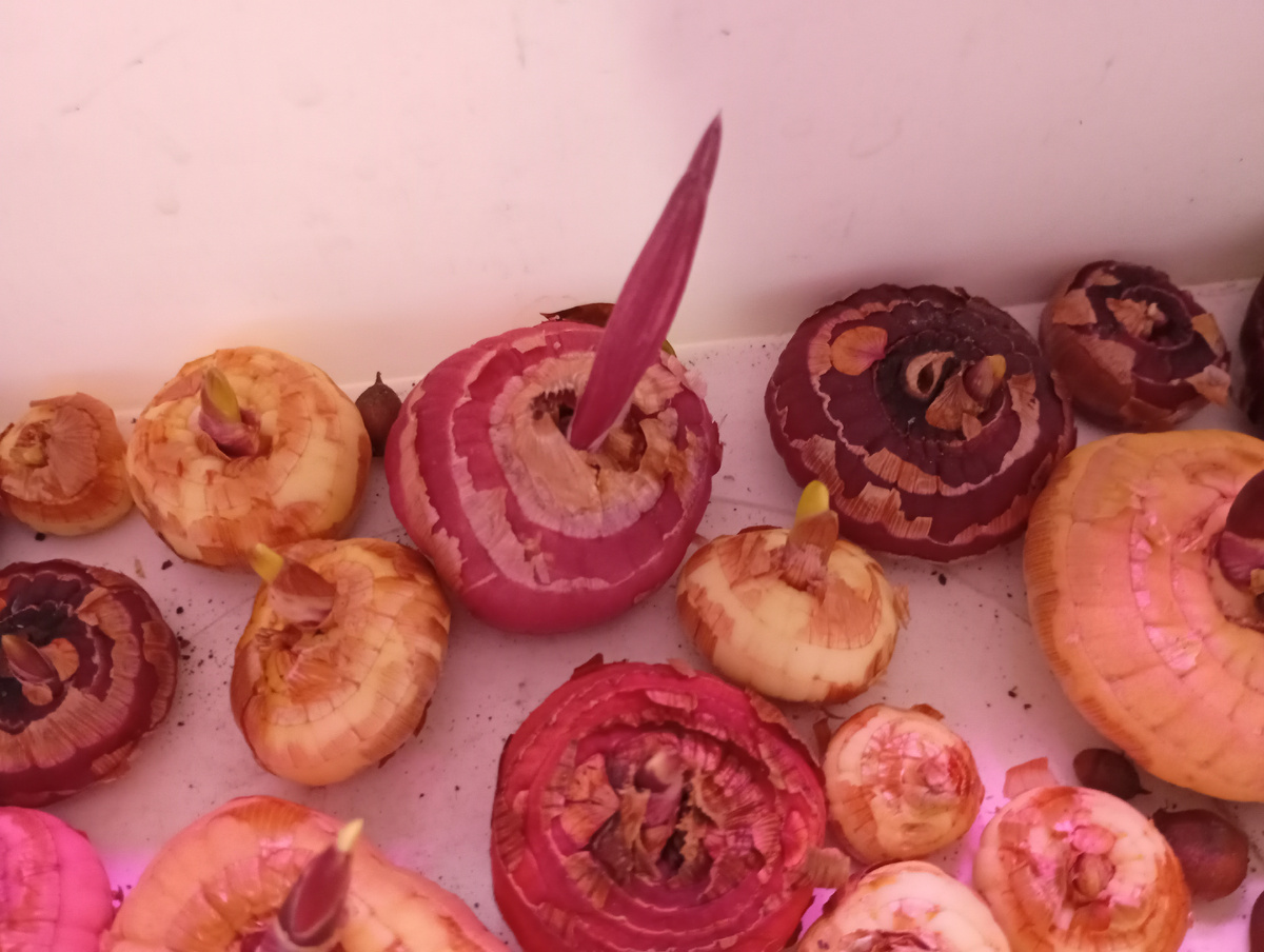 Луковицы гладиолусов, фото автора.