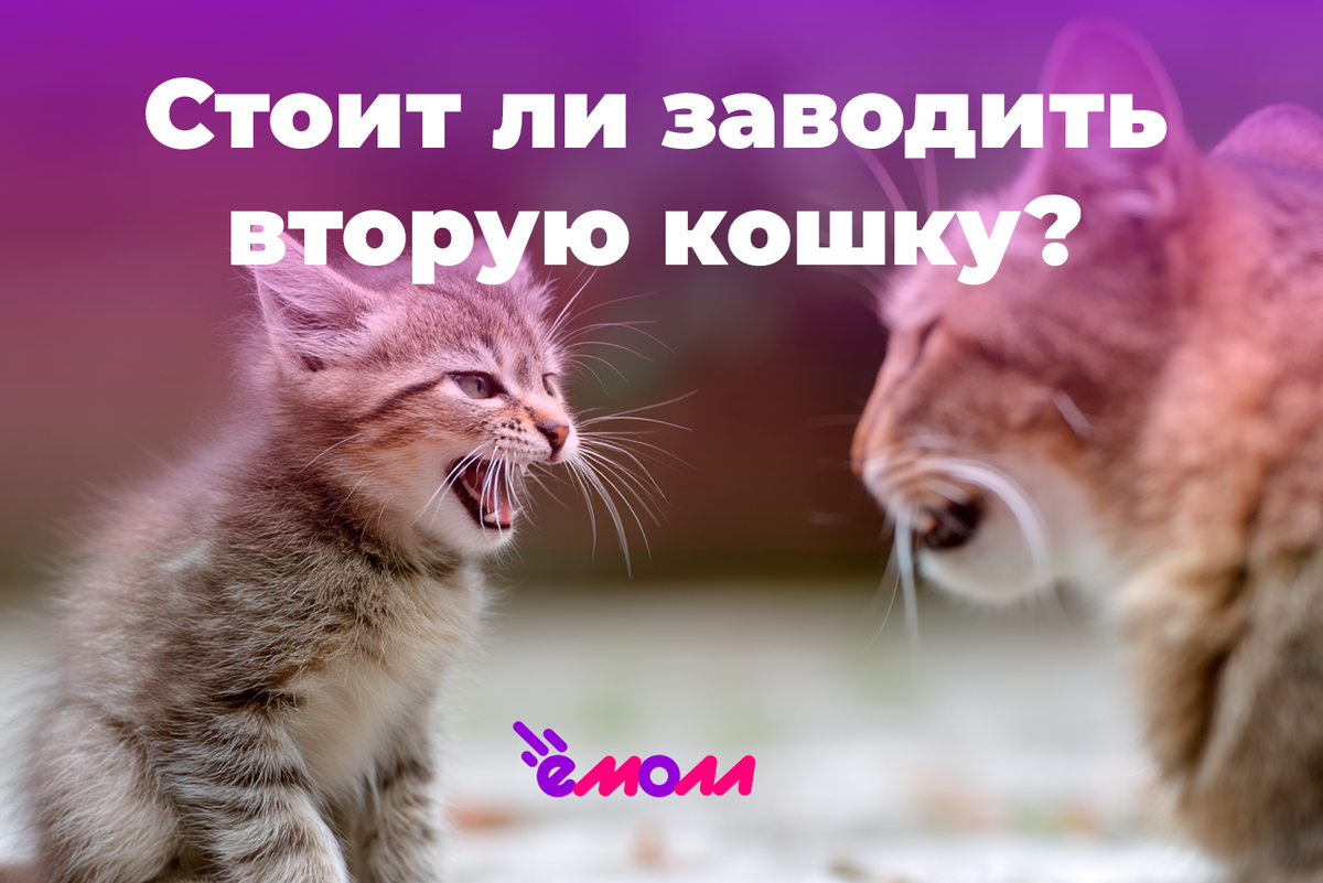 🐱 Стоит ли заводить вторую кошку: плюсы, минусы и советы по адаптации
