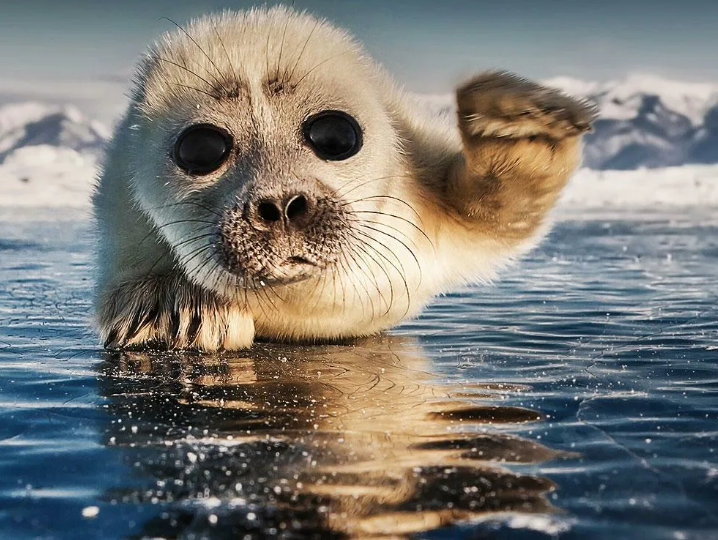 Нерпа. Что это за странный, круглый и милый зверь такой?