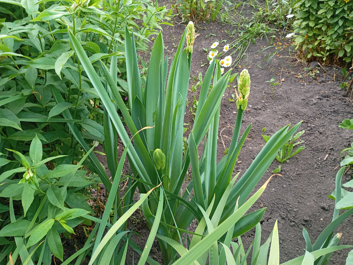 Гальтония фото автора.