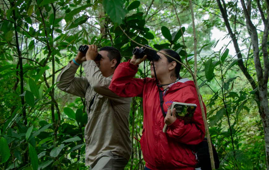 Визуального осмотра лесничих или мониторинг с помощью ловушек уже недостаточно