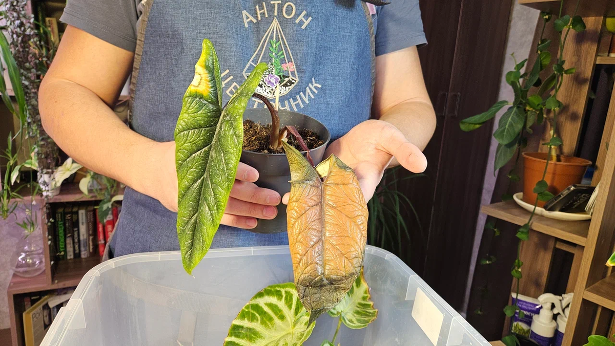 Тако моя алоказия стала после покупки - неудивительно, смотрите фотографии ниже