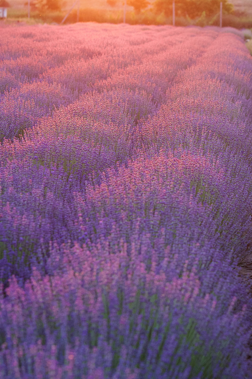 Лаванда сорт "Синева" во время цветения