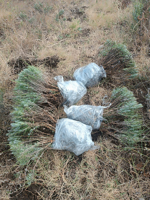 Лаванда узкослистная крупномер