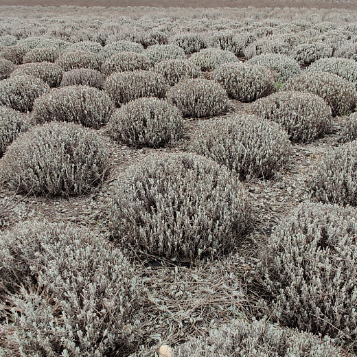 Лавандин крупномер