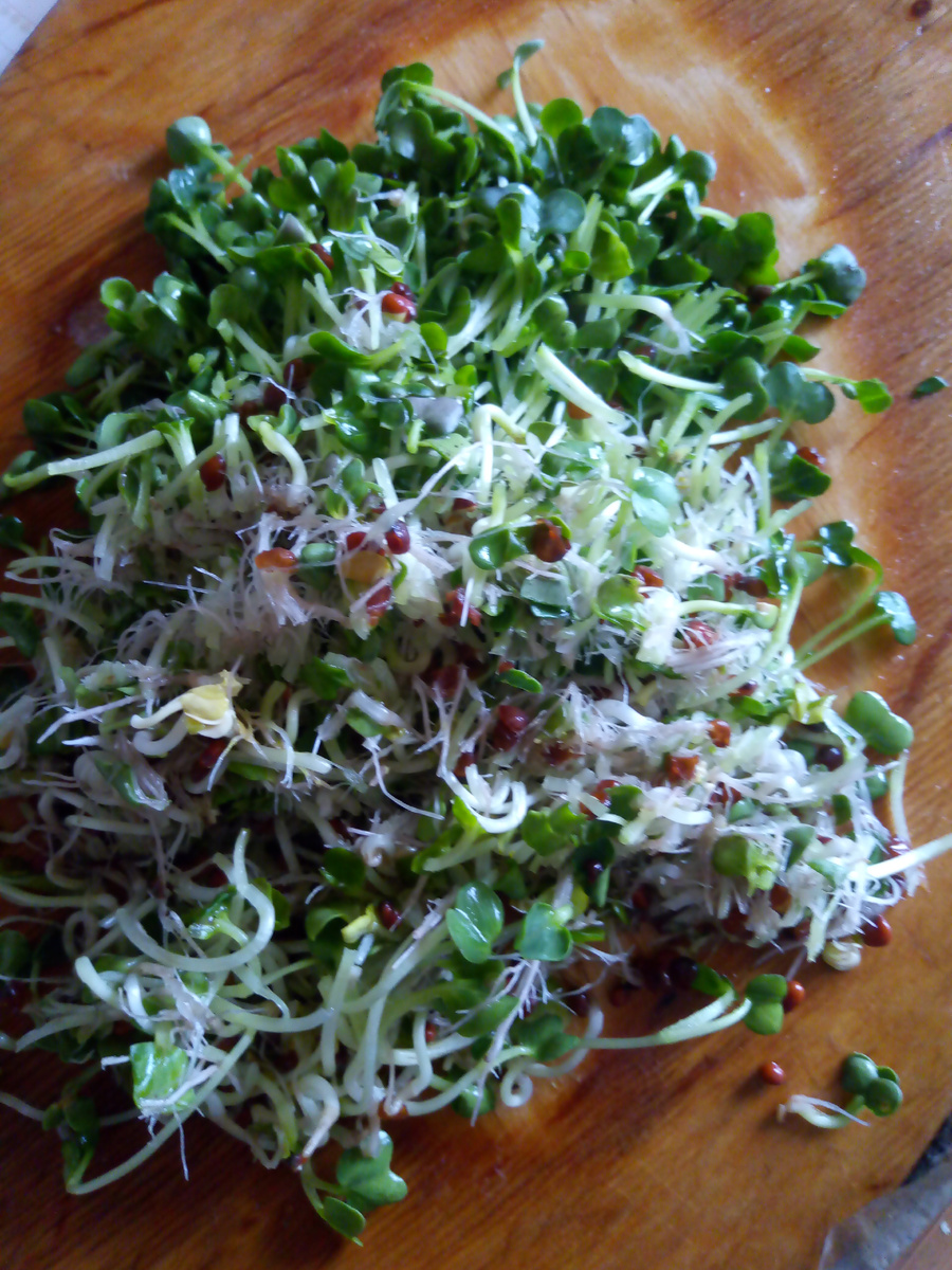 Вырастить такую микрозелень просто