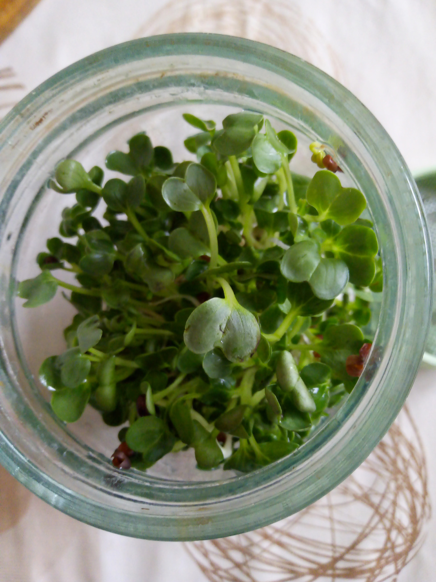 Я выращиваю микрозелень без земли в обычной стеклянной банке