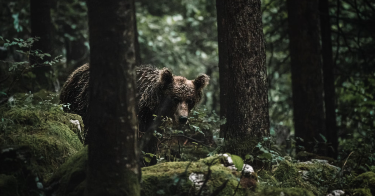 Фото: Federico Di Dio photography / Unsplash