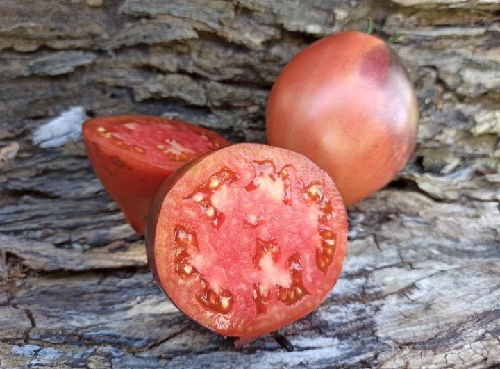 Томат Сержант Пеппер. Фото: Алексей Володихин