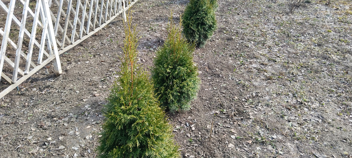 Молодые туи