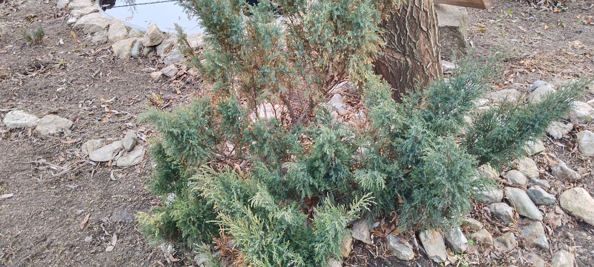 Можжевельник под ивой