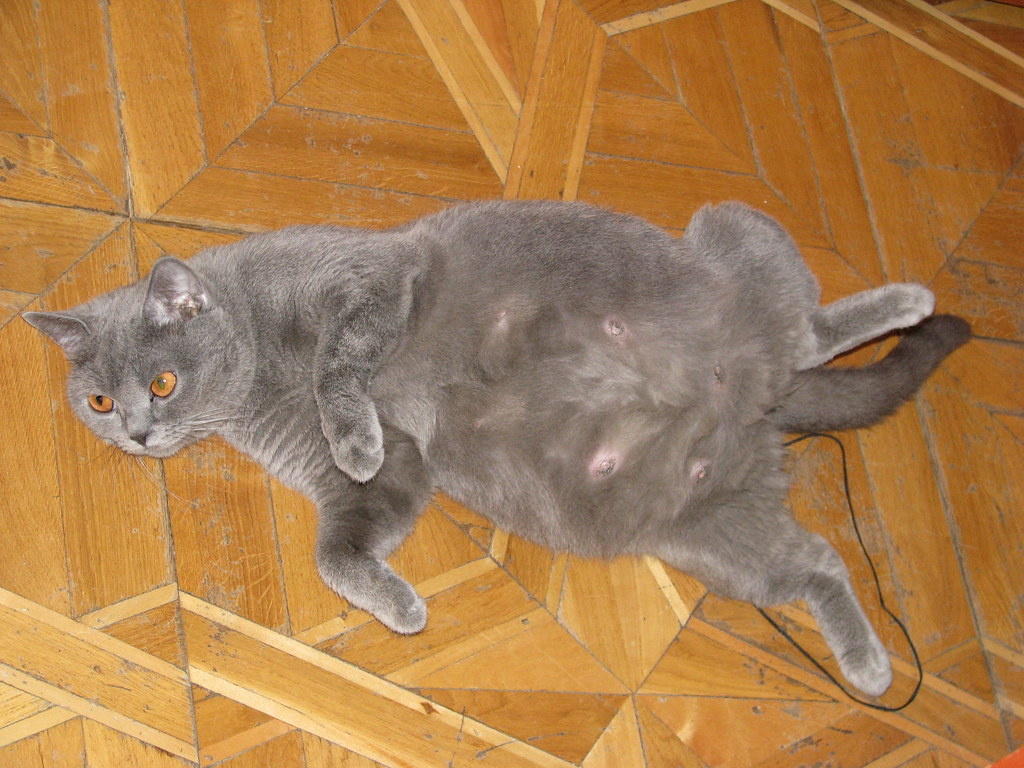 Яндекс картинки