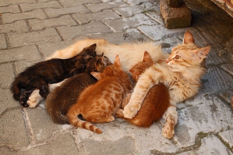 Яндекс картинки