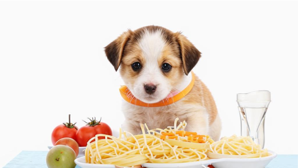 Фото щенка с макаронами