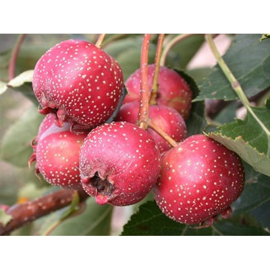 Изображение из статьи с сайта stroy-podskazka.ru