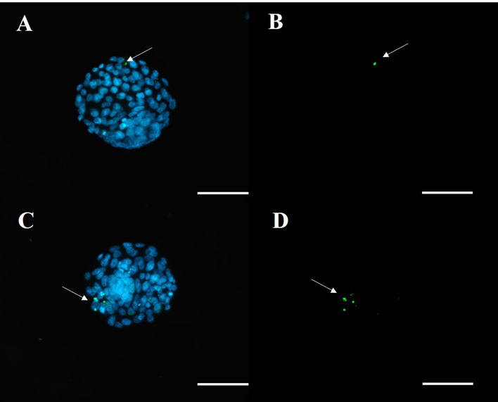 Окрашивание DAPI (А и С) и TUNEL (B и D) эмбрионов мышей, флуоресцентная микроскопия.