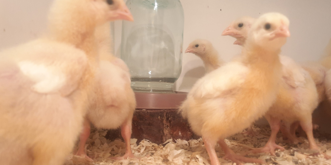 Самый простой способ выращивания бройлеров. Руководство для начинающих