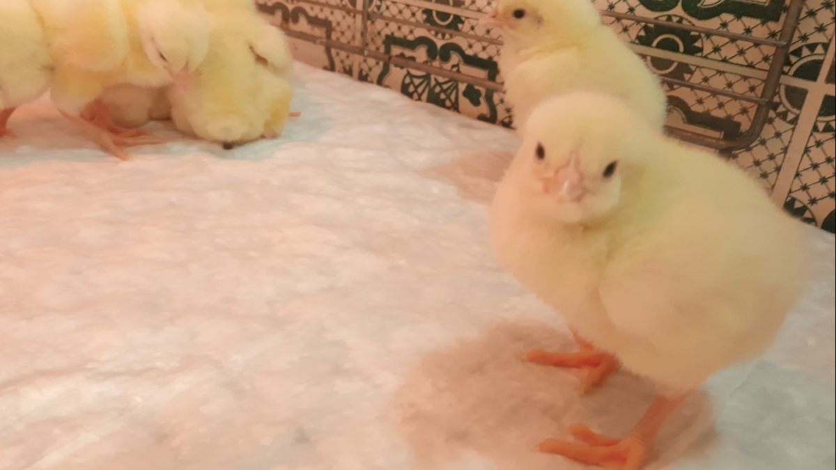 Цыплята на третьи сутки