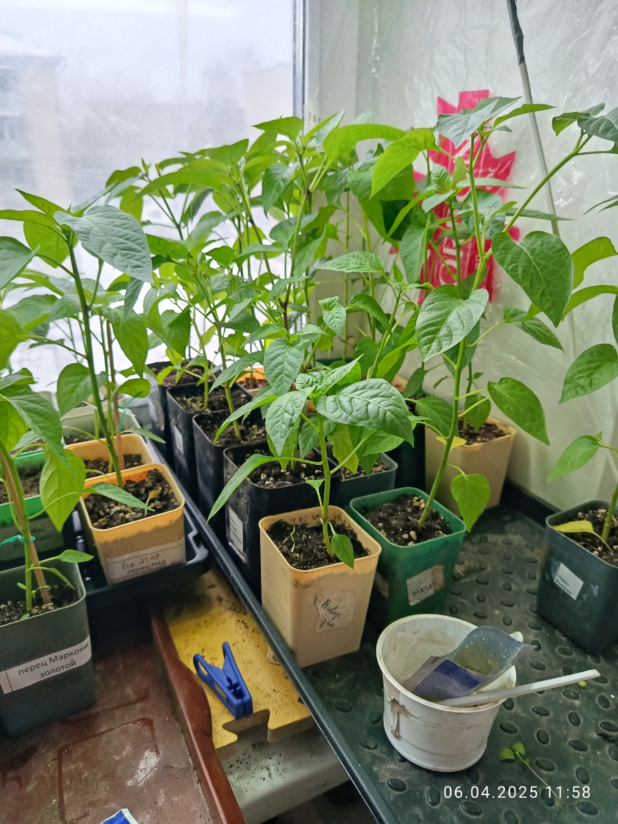 Острые перцы