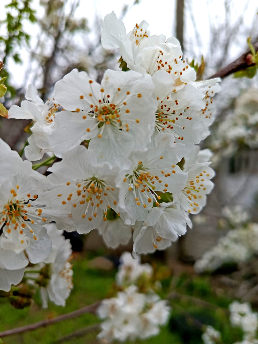 Фото автора. Весна 2025